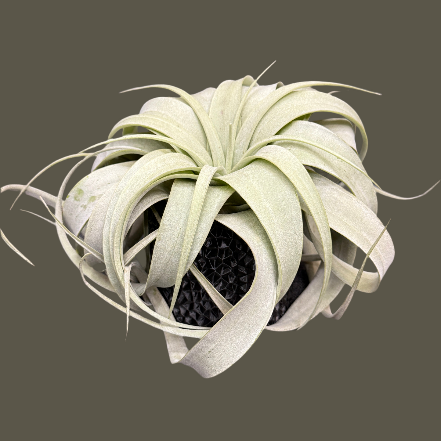Air Plant Large with Textured Black Pot