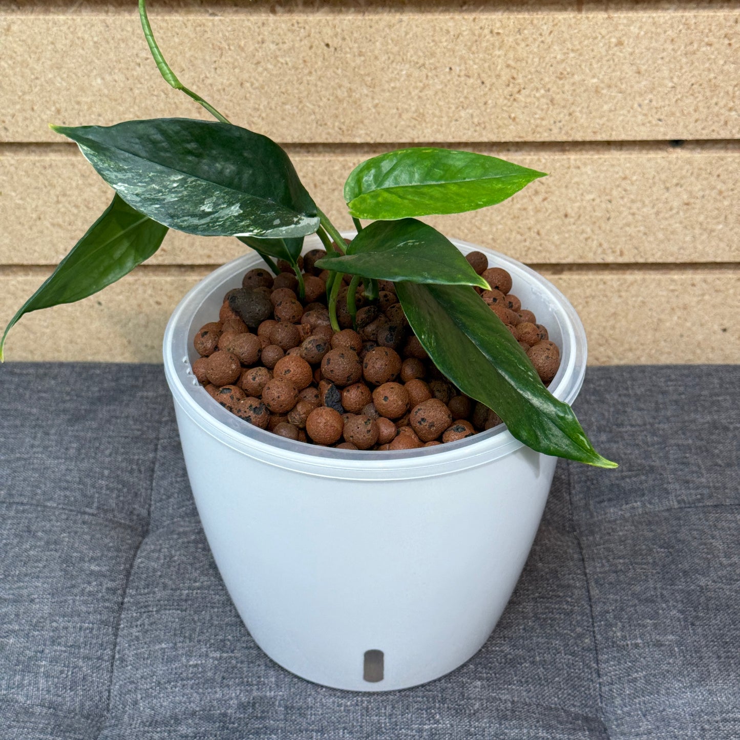 Epipremnum Albo 7 Inch, Pre-Planted