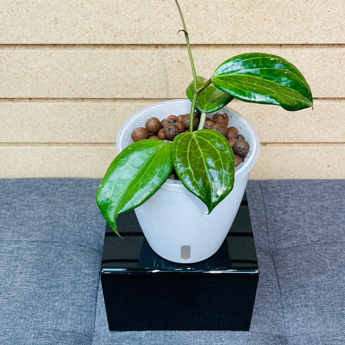 Hoya Pottsii Chiang Mai, Pre-Planted