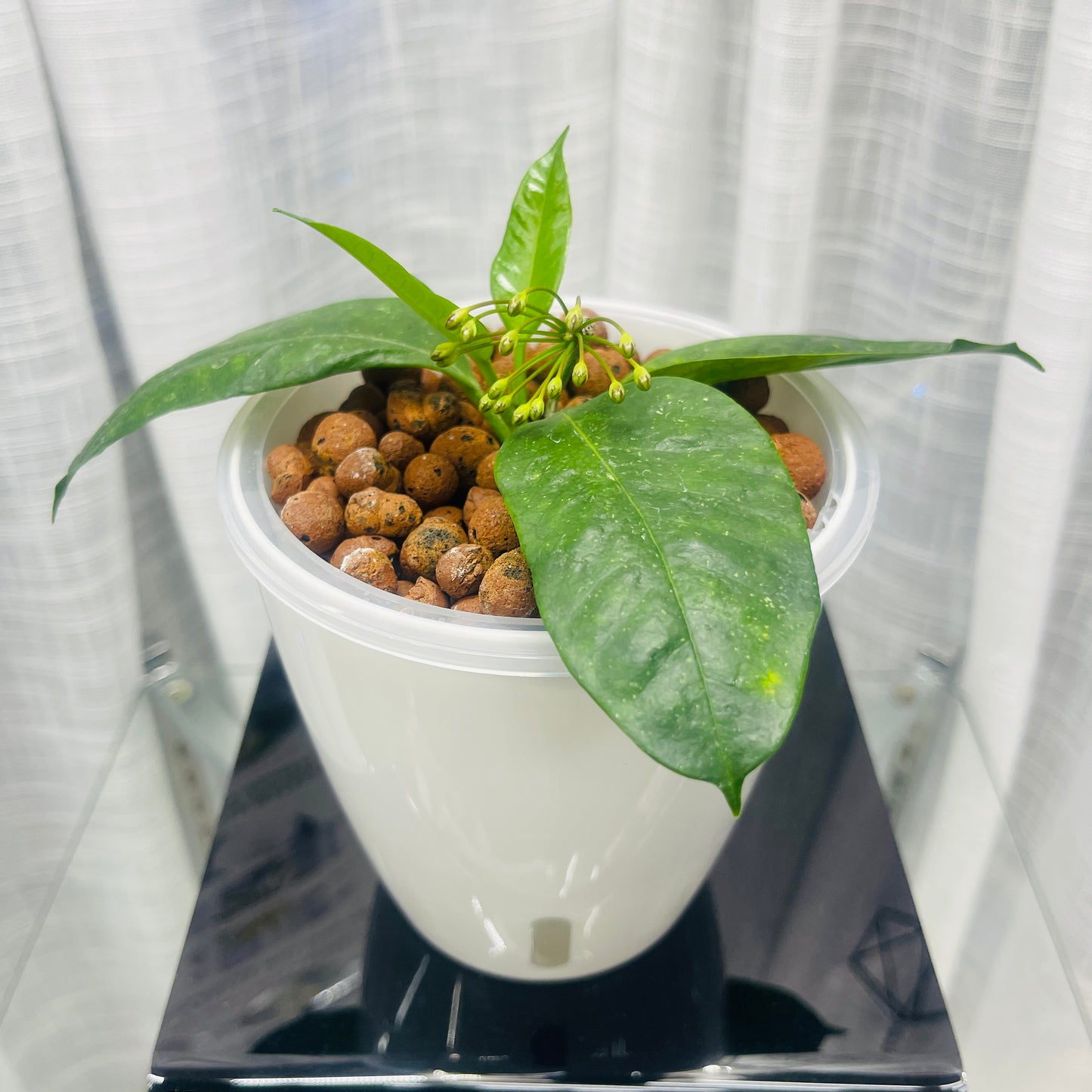 Hoya Multiflora, Shooting Star, Pre-Planted