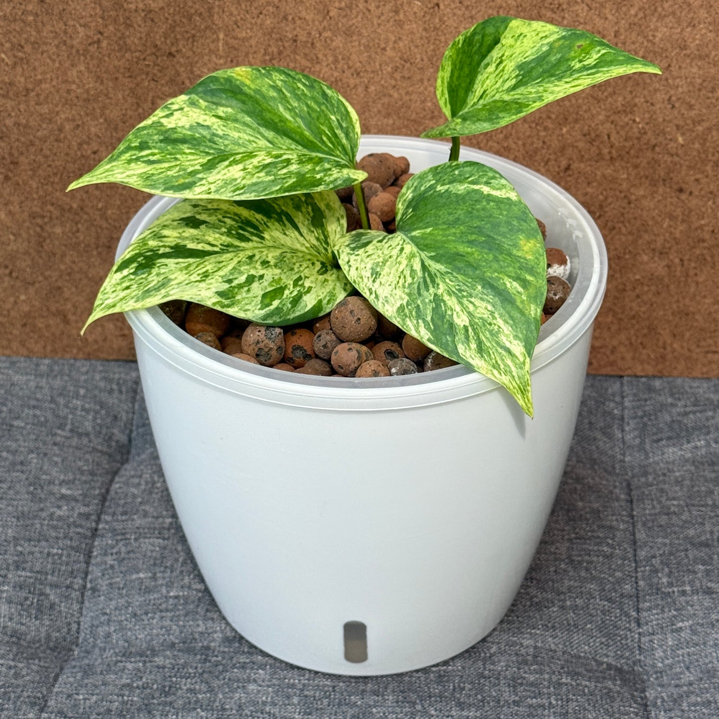 Pothos Marble Queen 7 Inch, Pre-Planted
