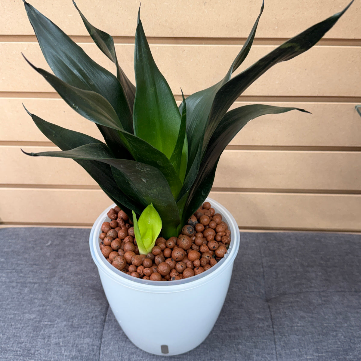 Sansevieria Snake Plant Black Dragon 7 Inch, Pre-Planted