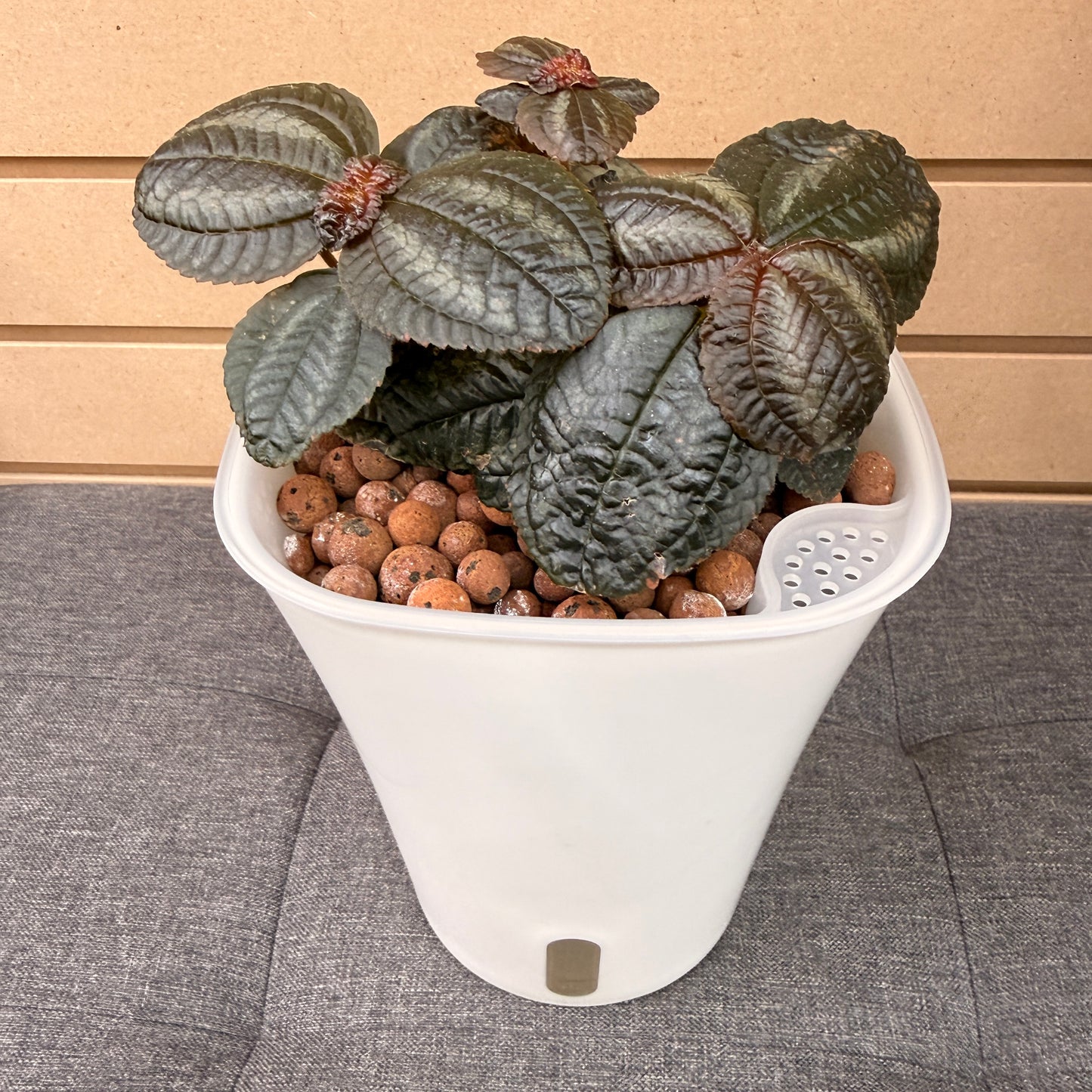 Pilea Cadierei Pan Am 7 Inch, Pre-Planted