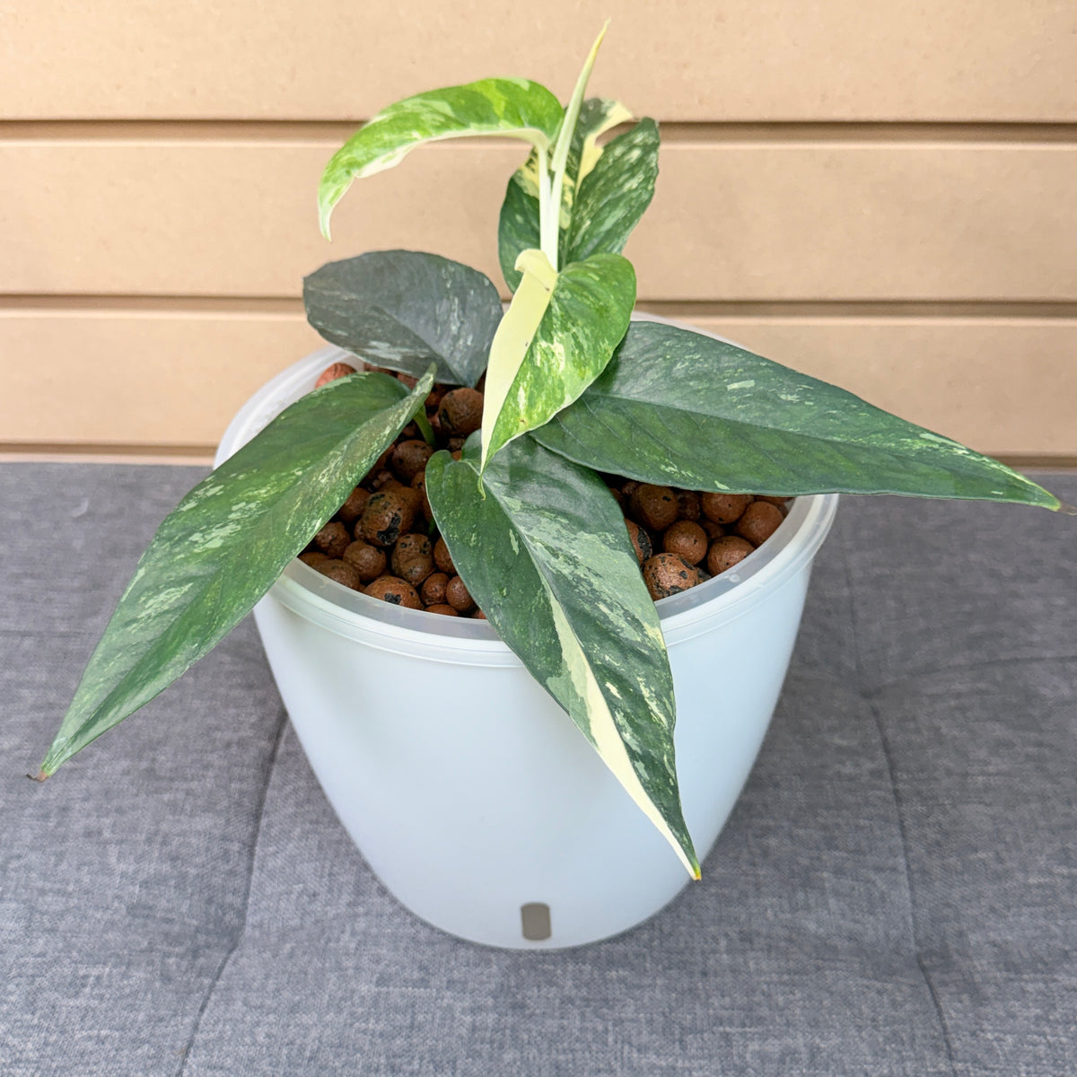 Epipremnum Albo 7 Inch, Pre-Planted