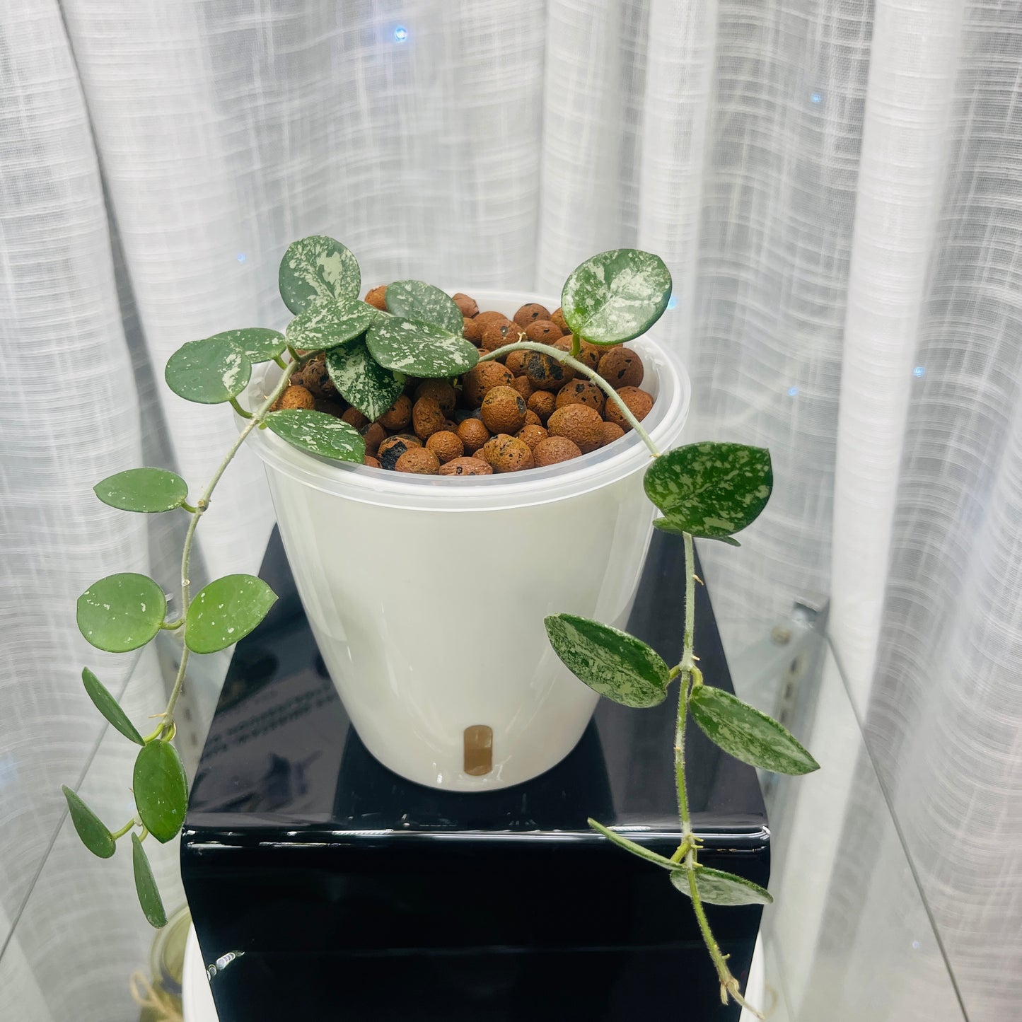 Hoya Mathilde Splash, Pre-Planted
