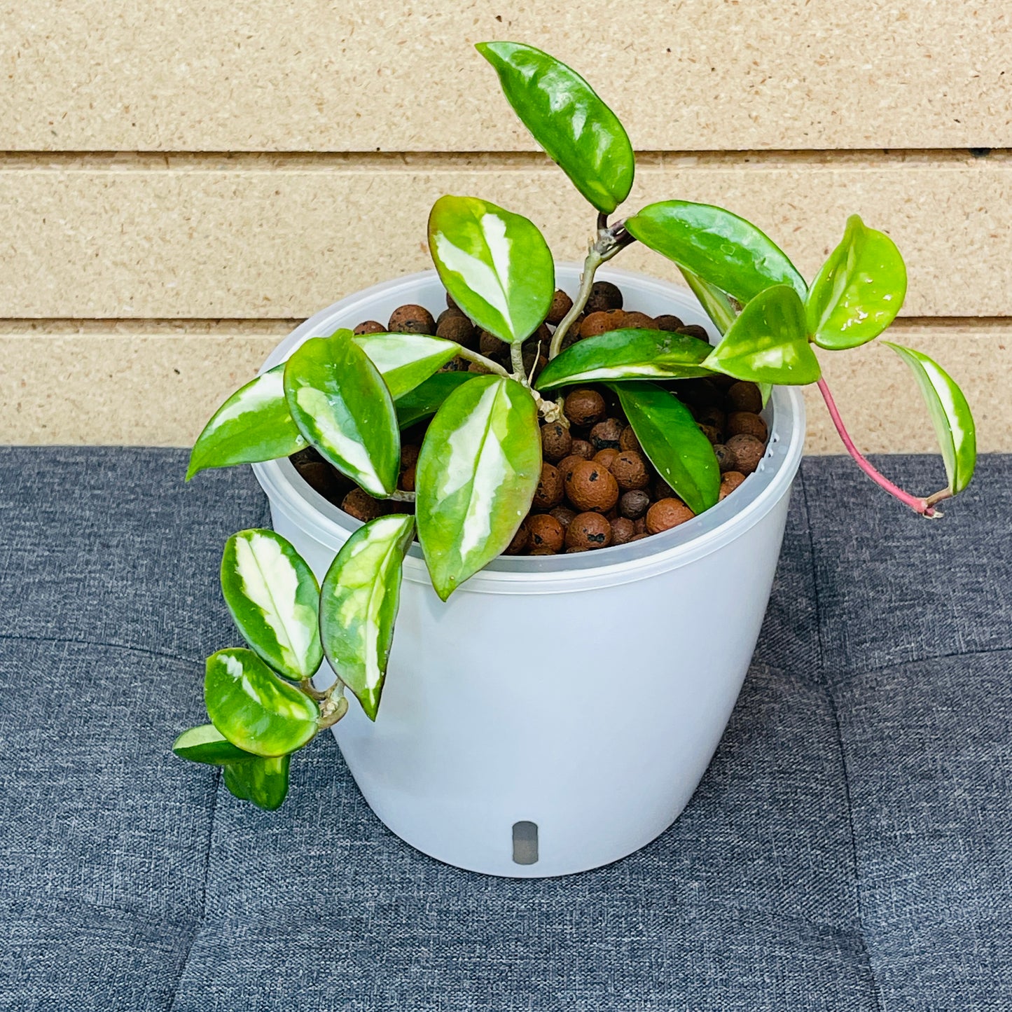 Hoya Carnosa Tricolor 7 Inch, Pre-Planted