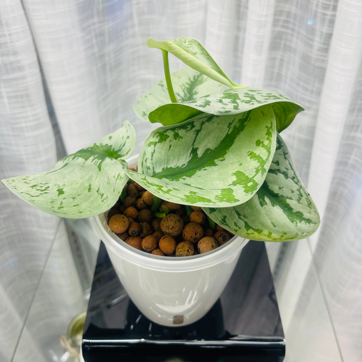 Scindapsus Pictus Exotica, Pre-Planted