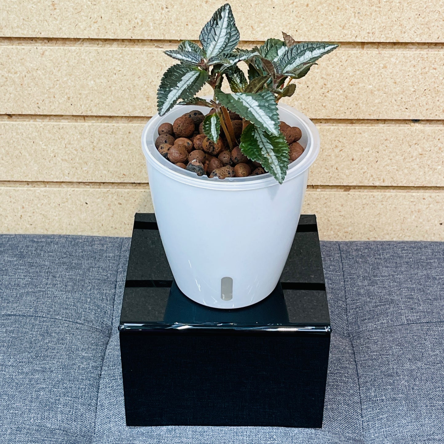 Pilea Spruceana Silver Tree, Pre-Planted