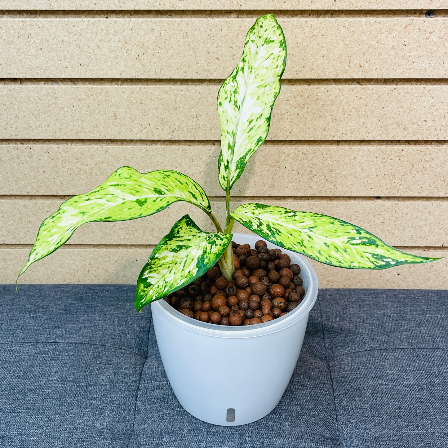 Dieffenbachia Star Bright 7 Inch, Pre-Planted