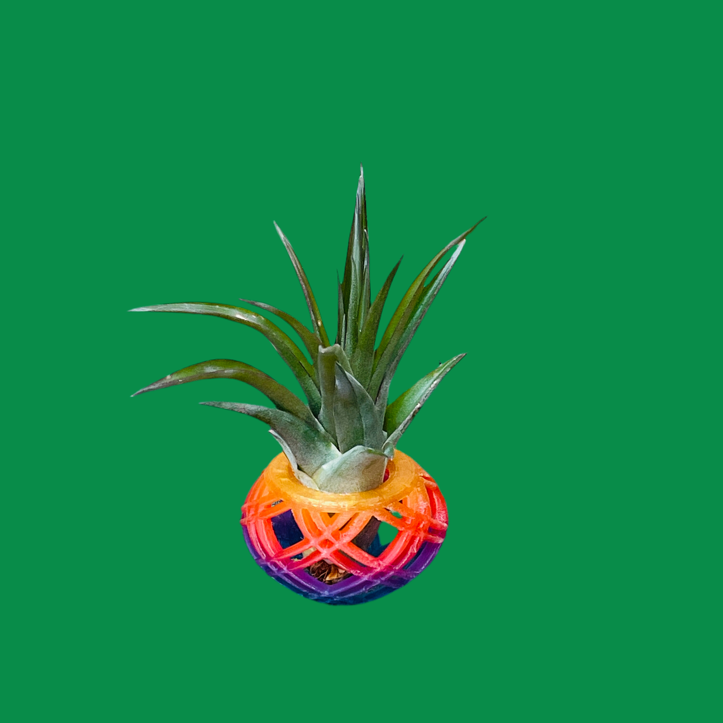 Air Plant & Table Top Pot - Basket Multi Color