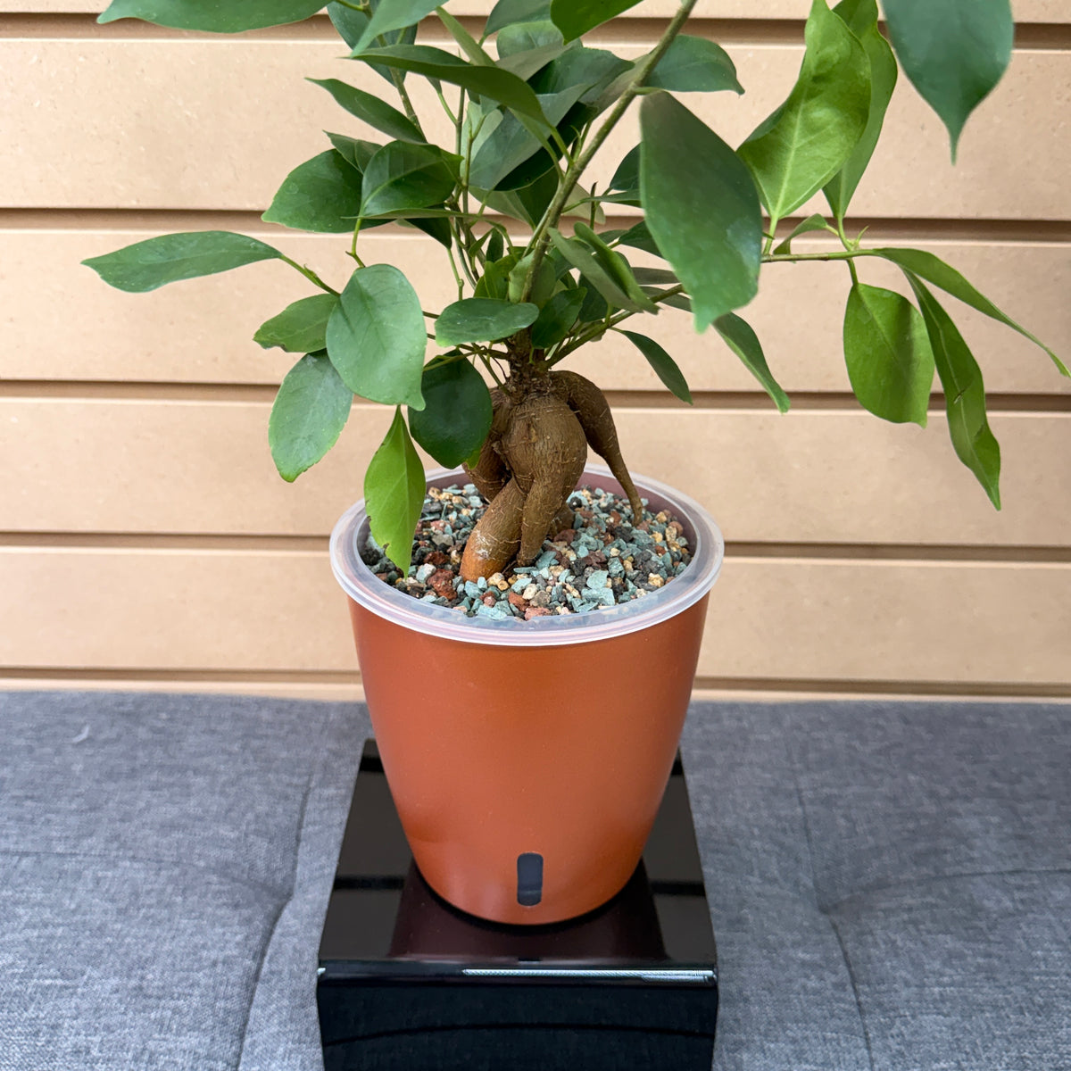 Ficus Ginseng, Pre-Planted