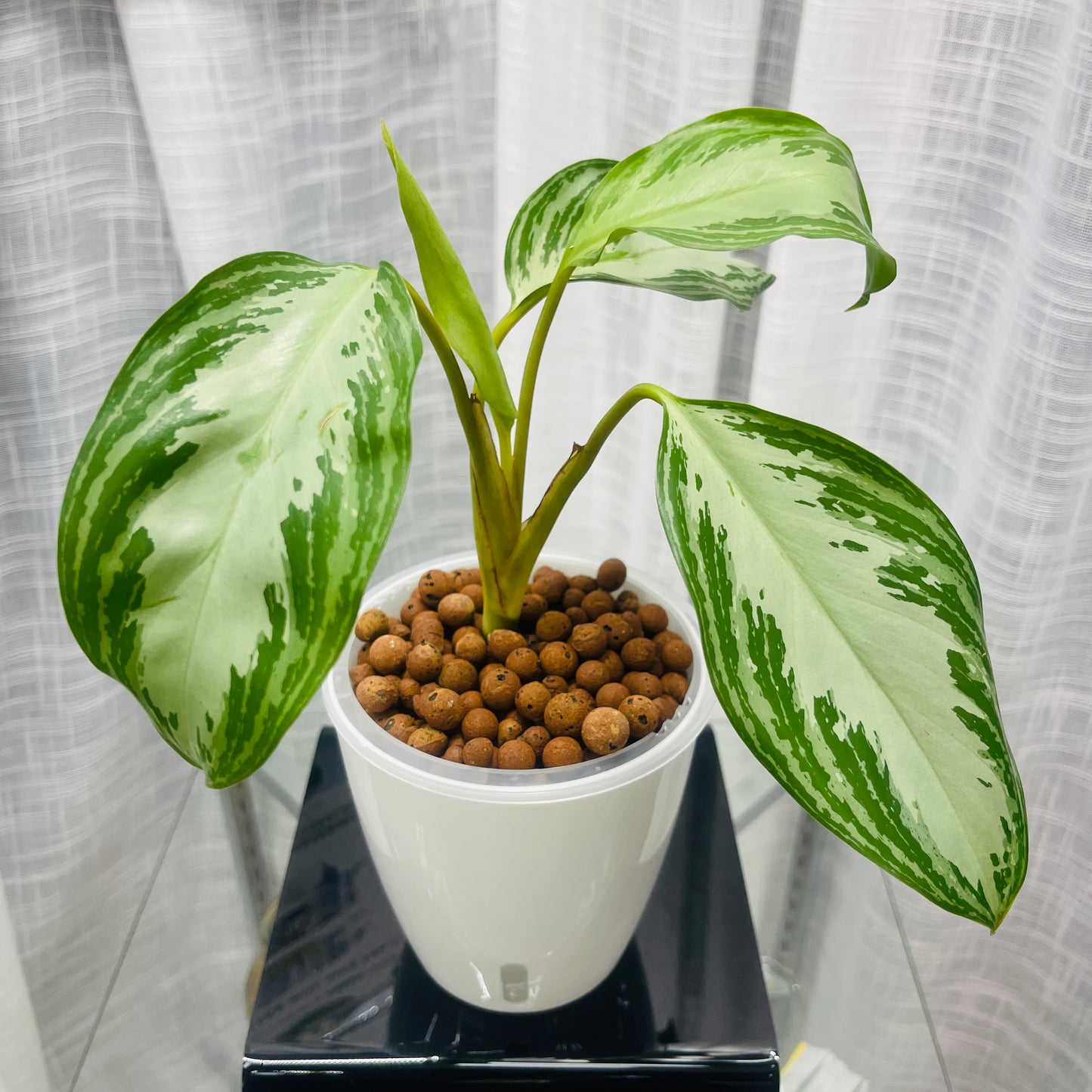 Aglaonema Silver Bay, Pre-Planted