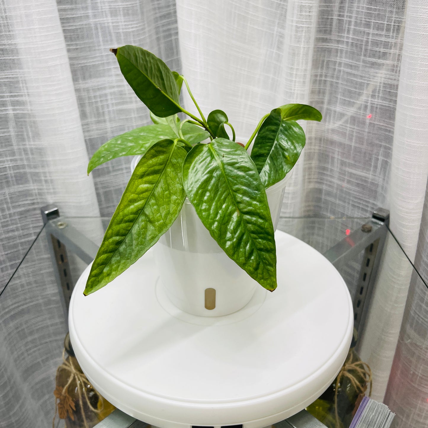 Epipremnum Pinnatum Cebu Blue, Pothos, Pre-Planted
