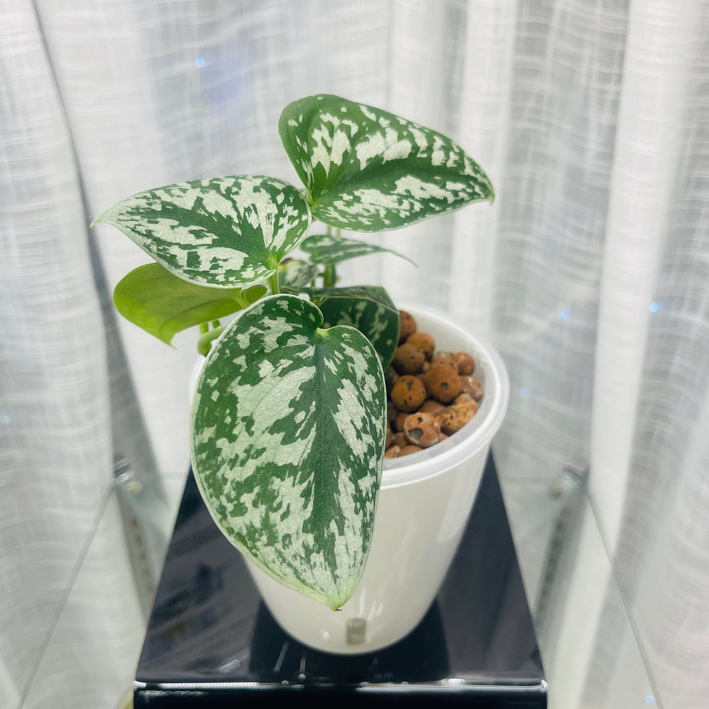 Scindapsus Silver Satin, Pre-Planted