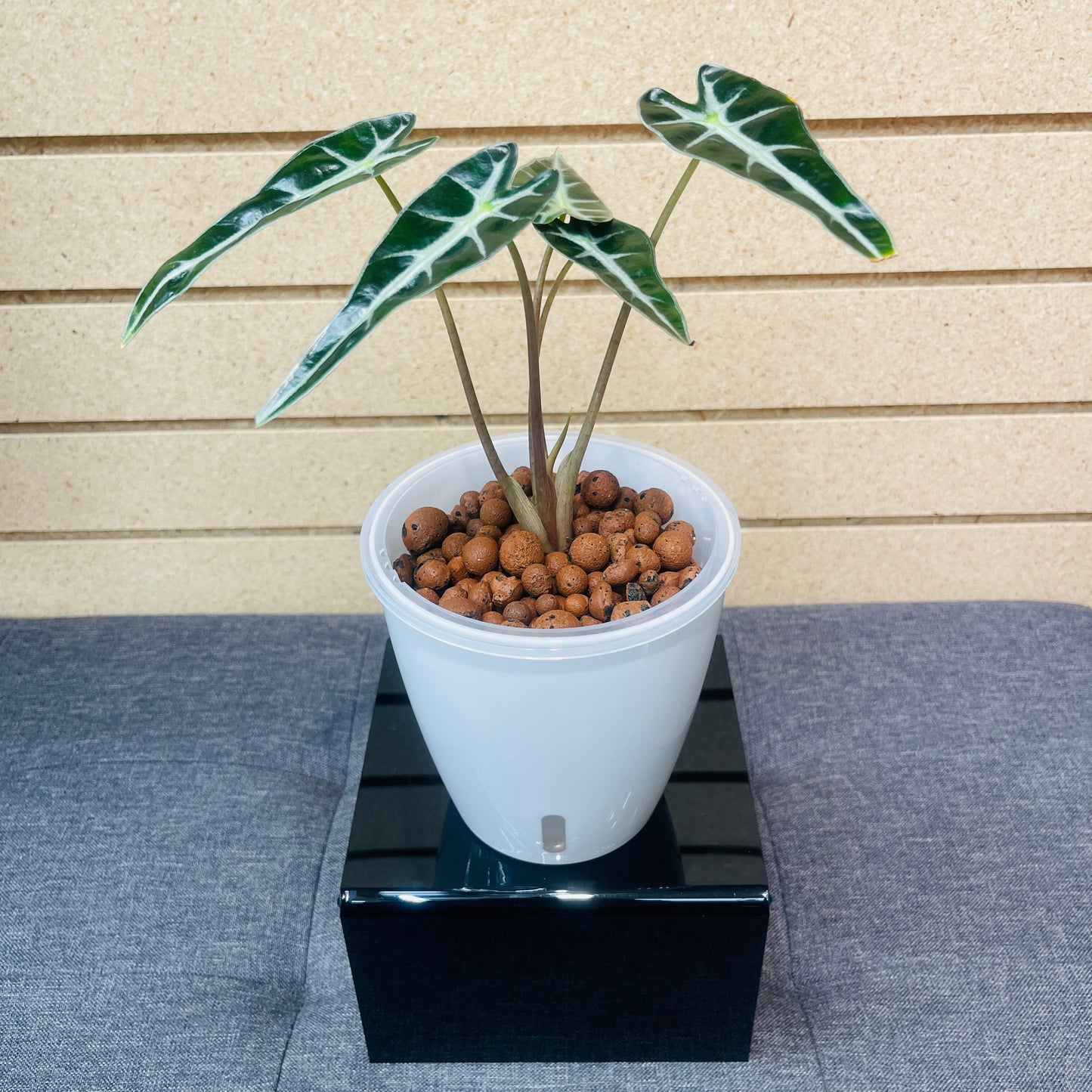 Alocasia Bambino, Pre-Planted