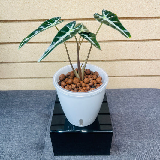 Alocasia Bambino, Pre-Planted