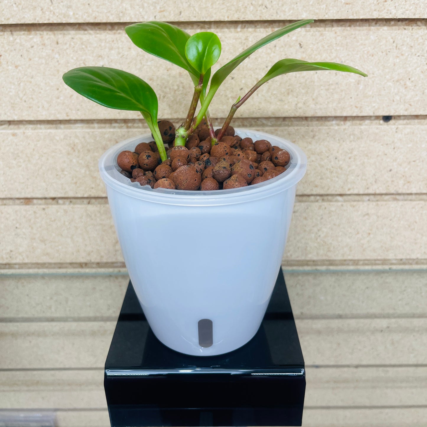 Peperomia Obtusifolia Green, Pre-Planted