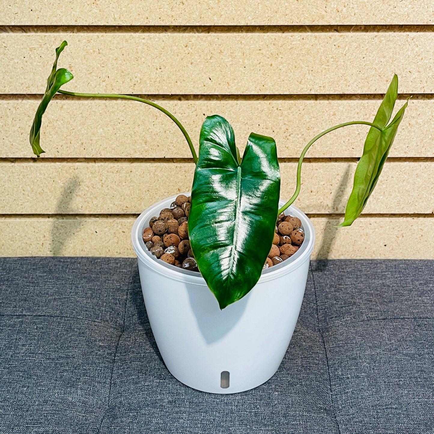 Philodendron Burle Marx 7 Inch, Pre-Planted