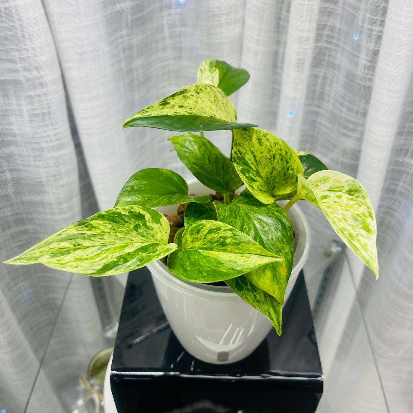 Pothos 'Snow Queen' Epipremnum Aureum 'Snow Queen', Pre-Planted