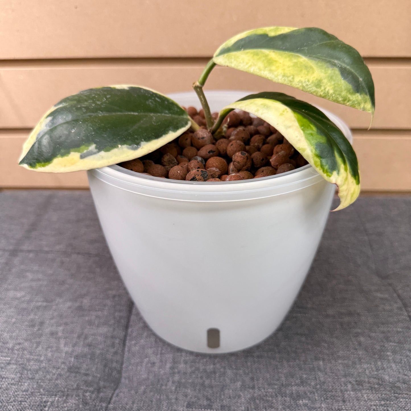 Hoya Incrassata Albo Marginated 7 Inch, Pre-Planted