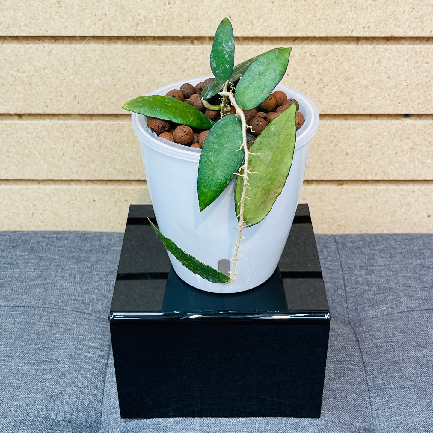 Hoya Phuwuaensis Splash, Pre-Planted