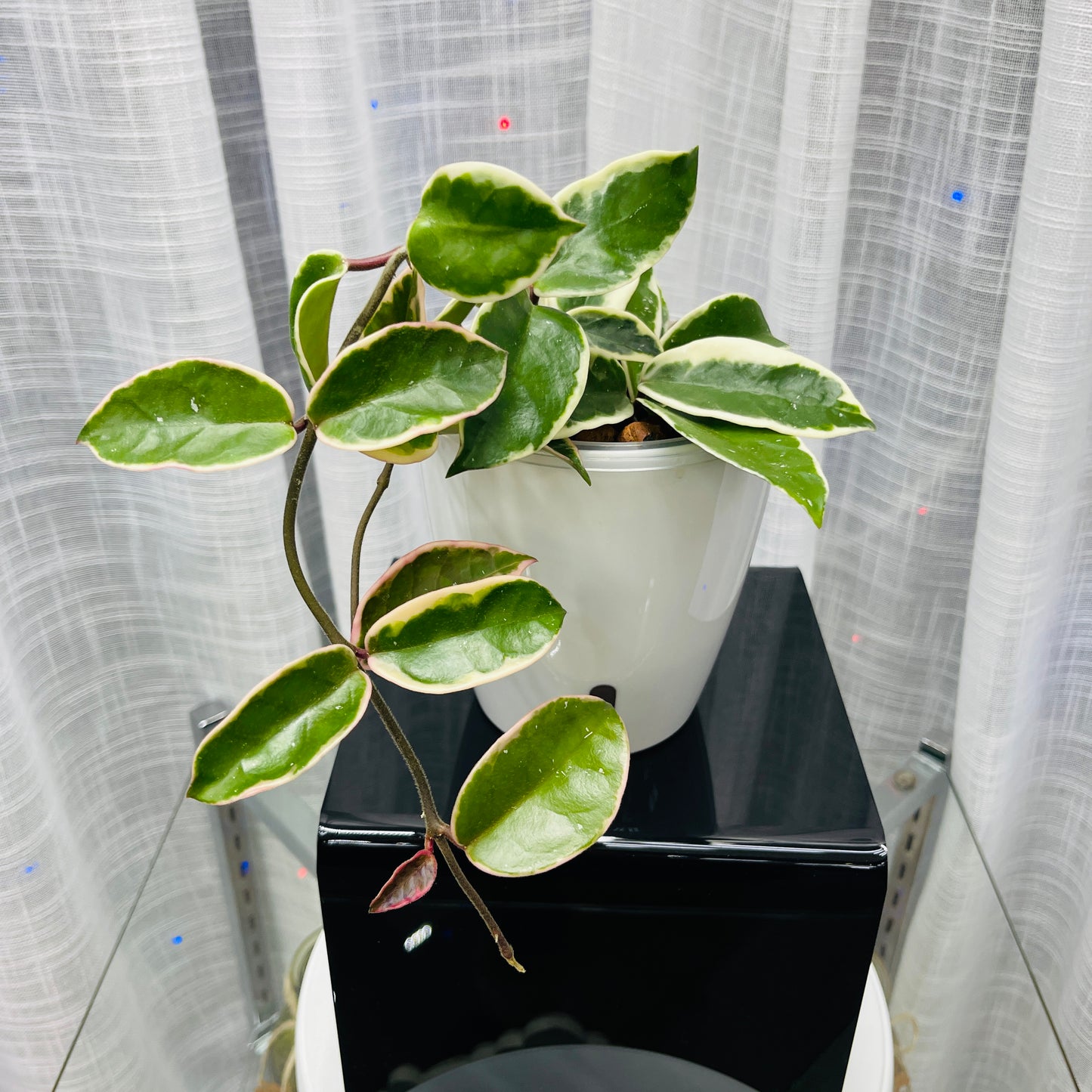 Hoya Carnosa 'Krimson Queen', Pre-Planted