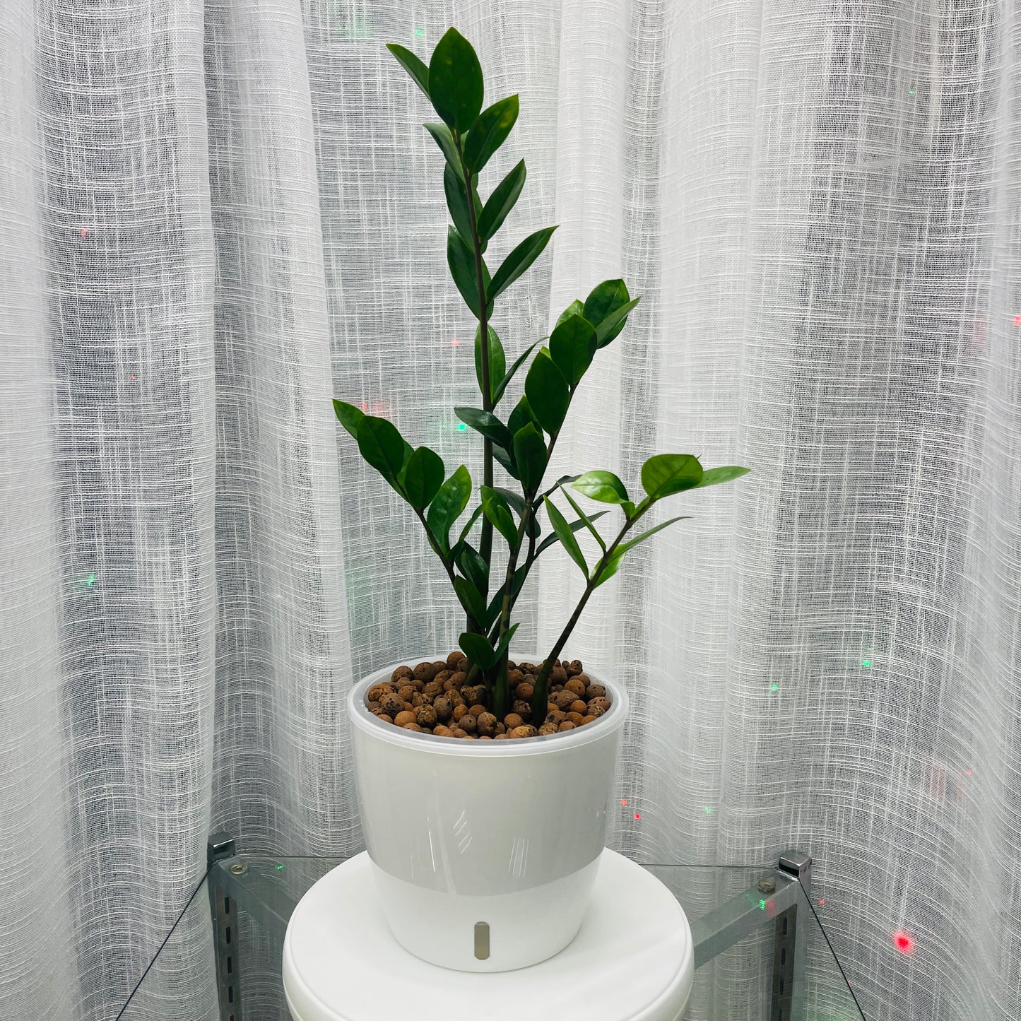 ZZ Green Zamioculcas Zamiifolia 7 Inch, Pre-Planted