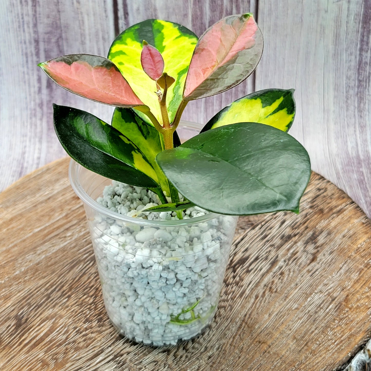 Hoya Australis Lisa