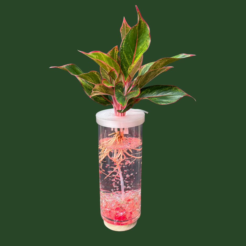 Agua-Ponic Vase
