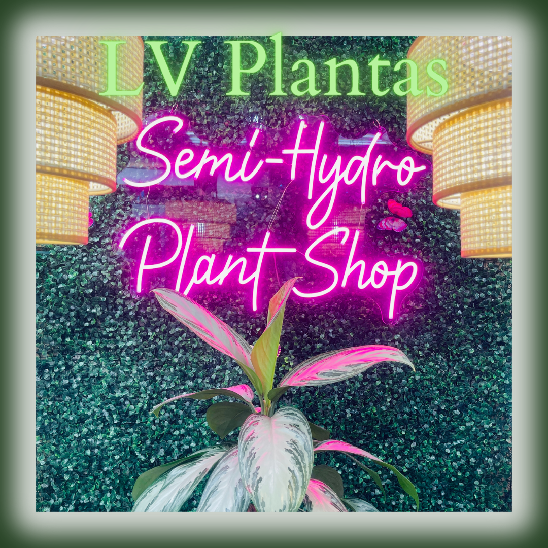 LV Plantas' In-Store Collection - Pre-Planted