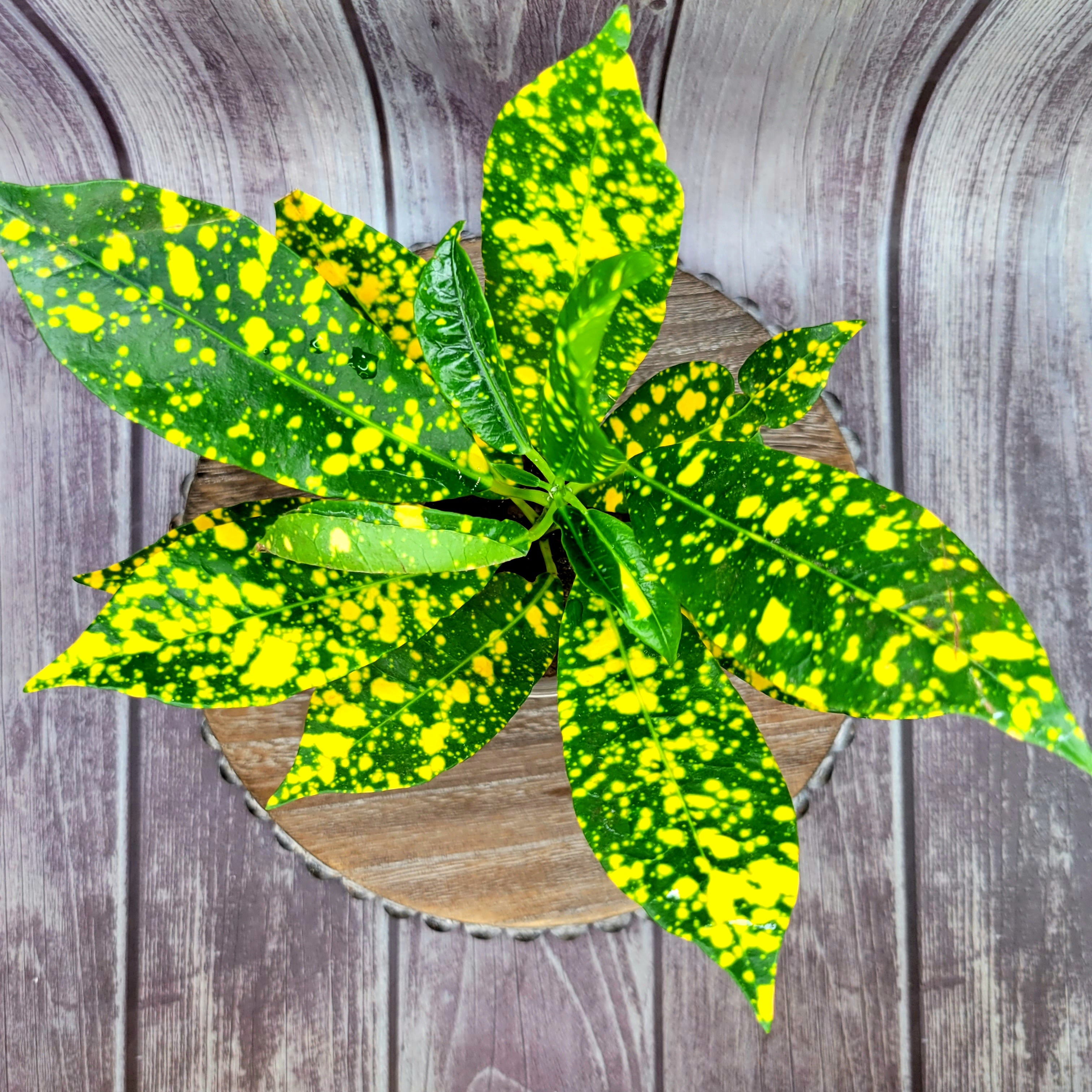 Collections – LV Plantas