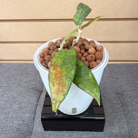 Hoya Clemensiorum, Pre-Planted