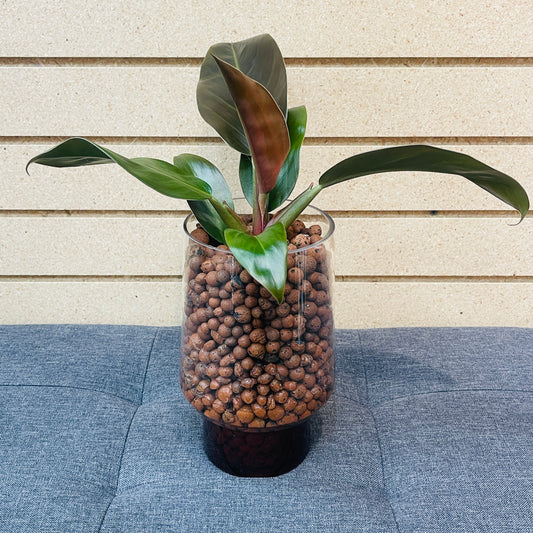 Philodendron Congo Rojo Tinted Pedestal Vase, Pre-Planted