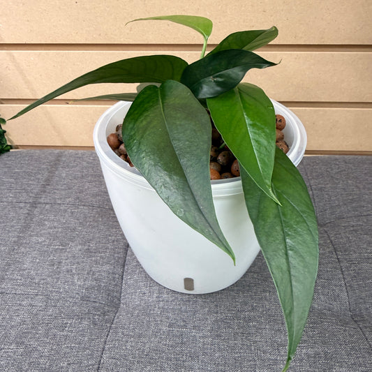 Epipremnum Pinnatum 'Baltic Blue' Pothos 7 Inch, Pre-Planted