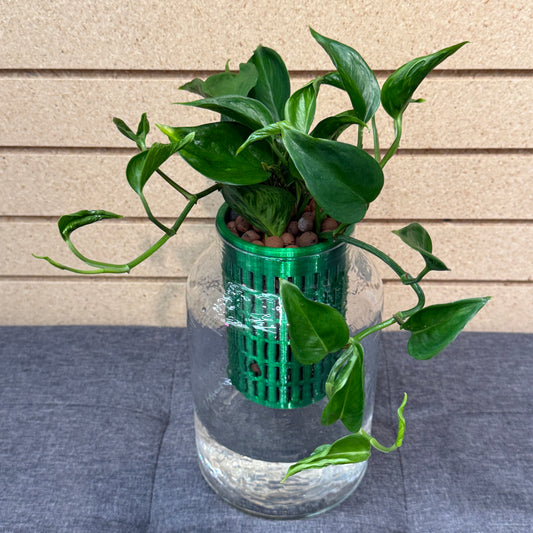 Epipremnum Pinnatum Shangri-La Self-Watering Vase, Pre-Planted