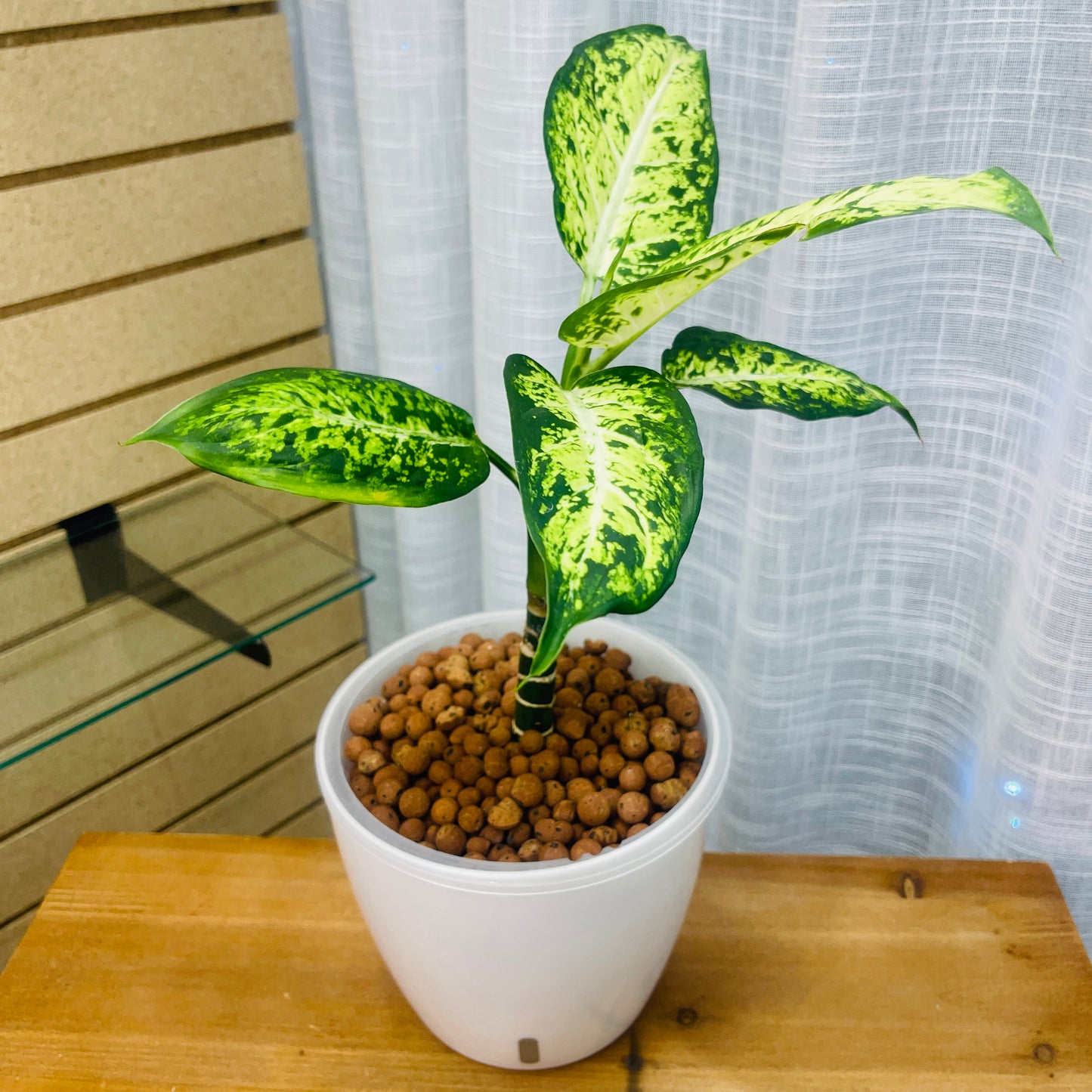 Dieffenbachia Amy 7 Inch, Pre-Planted