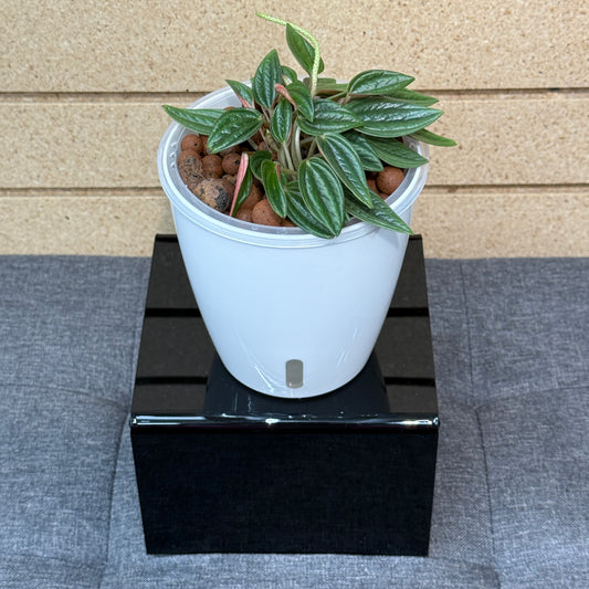 Peperomia Rosso, Pre-Planted