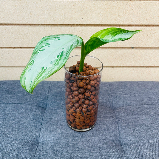 Aglaonema Silver Bay Clear Vase, Pre-Planted