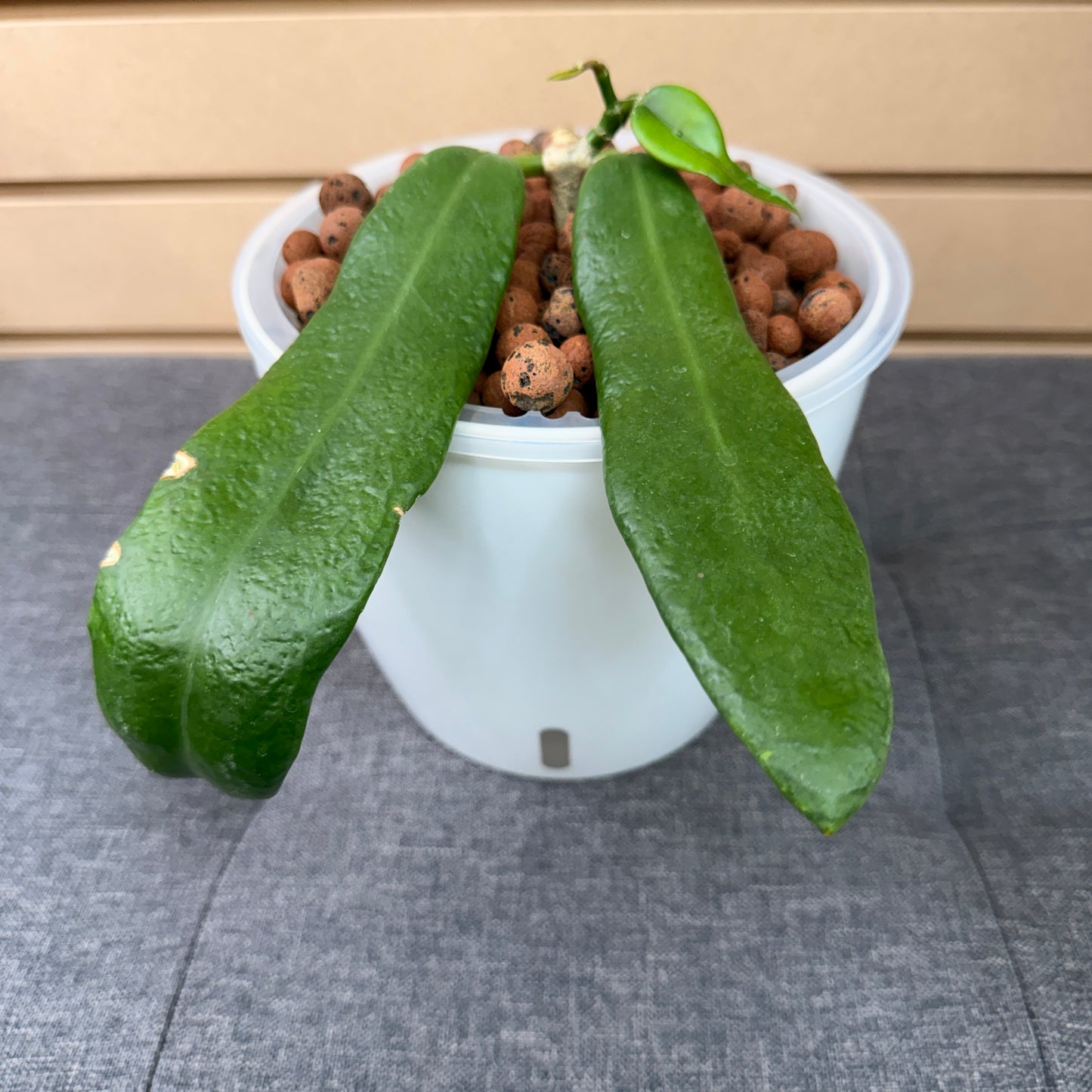 Hoya Treubiana 7 Inch, Pre-Planted