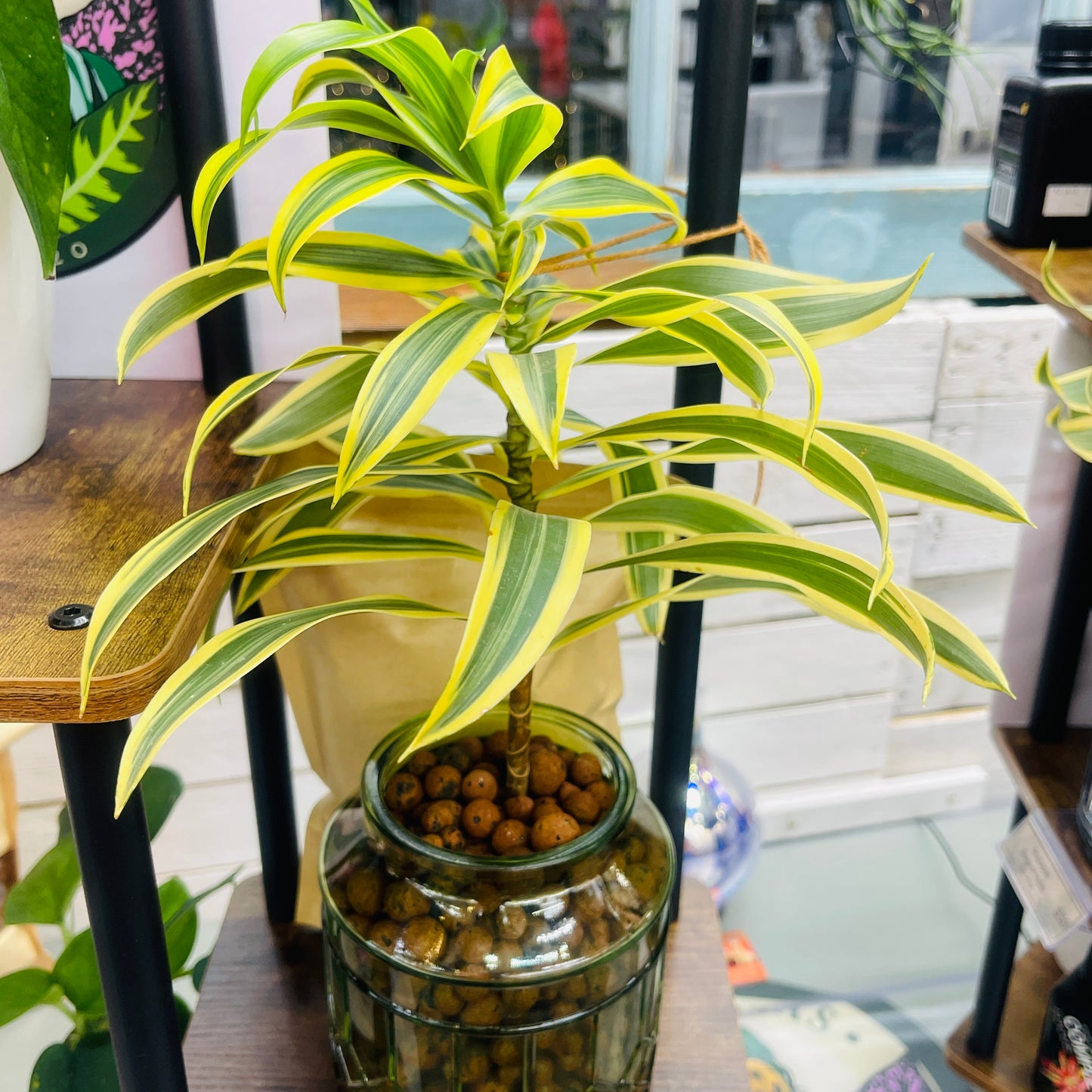 Dracaena Song of India Green Vase, Pre-Planted