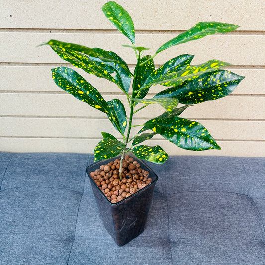 Croton Gold Dust Smokey Rectangular Vase, Pre-Planted