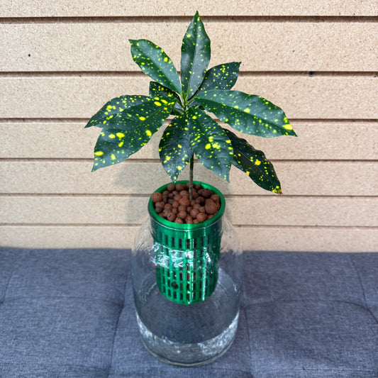 Croton Gold Dust Self-Watering Vase XL, Pre-Planted
