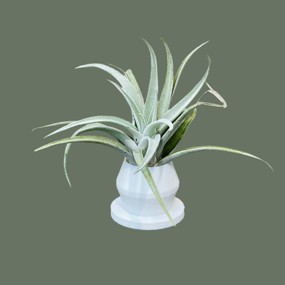 Air Plant & Table Top Pot - White Pot