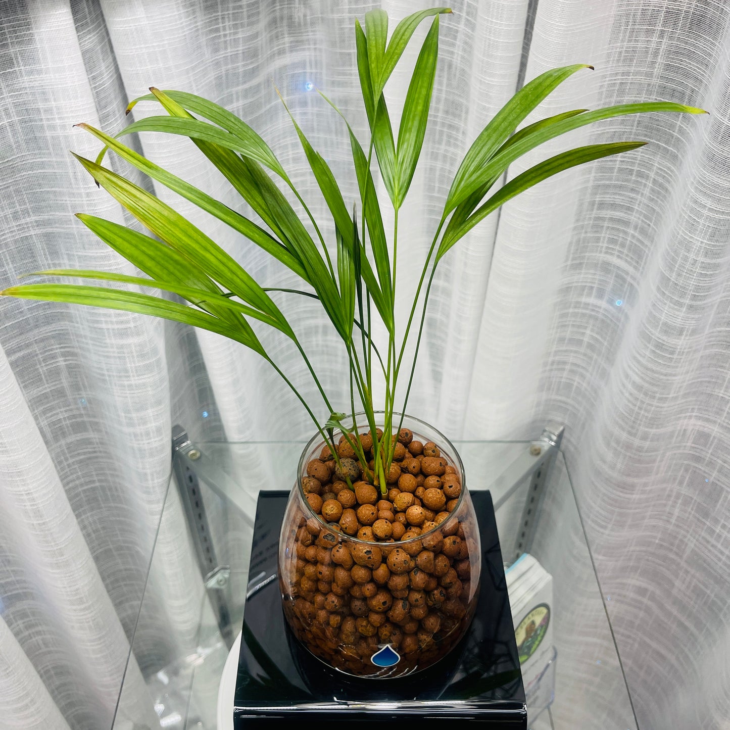 Palm Areca Glass Round Vase, Pre-Planted