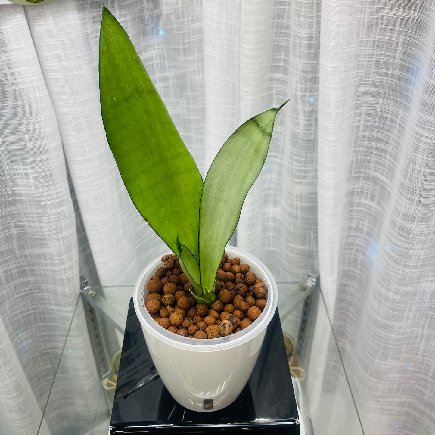 Sansevieria Snake Plant Moonshine, Pre-Planted