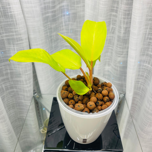 Philodendron Golden Goddess, Pre-Planted