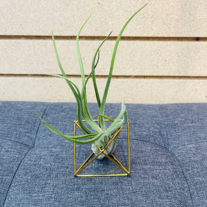 Air Plant - Table Top