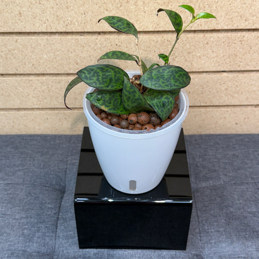 Lipstick Plant Black Pagoda, Pre-Planted