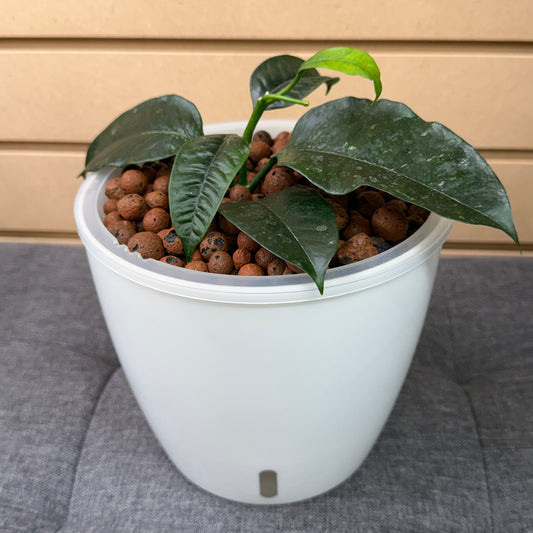 Hoya Multiflora, Shooting Star 7 Inch,  Pre-Planted
