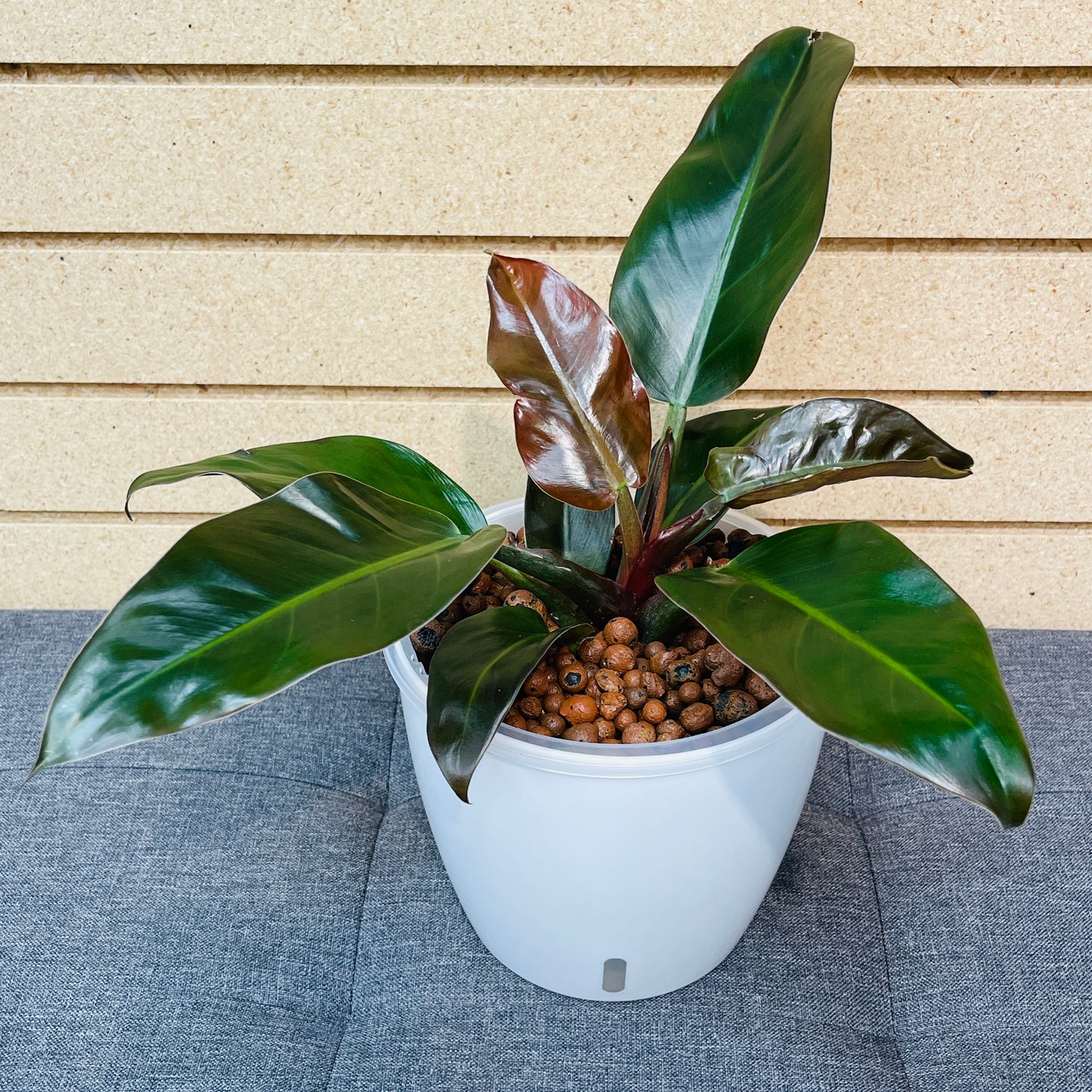 Philodendron Congo Rojo 7 Inch, Pre-Planted